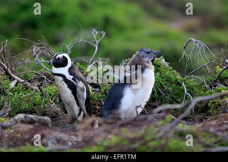Jackass Penguins or African Penguins (Spheniscus demersus), adult with chick, Stony Point, Betty's Bay, Western Cape
