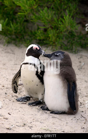 Jackass Penguins or African Penguins (Spheniscus demersus), adult with chick, Boulders Beach, Simon's Town, Western Cape Stock Photo