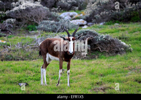 Blesbok or Bontebok (Damaliscus dorcas dorcas, syn Damaliscus pygargus dorcas), adult, Table Mountain National Park Stock Photo