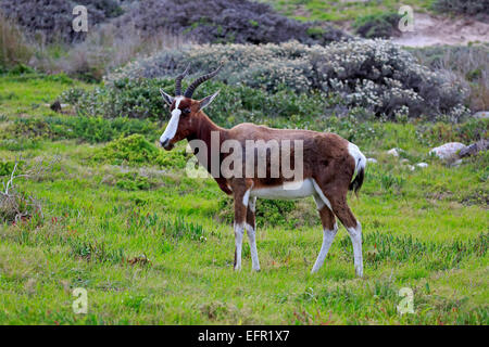 Blesbok or Bontebok (Damaliscus dorcas dorcas, syn Damaliscus pygargus dorcas), adult, Table Mountain National Park Stock Photo