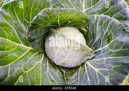 Close up of organically grown cabbage. Scientific name: Brassica oleracea. Stock Photo