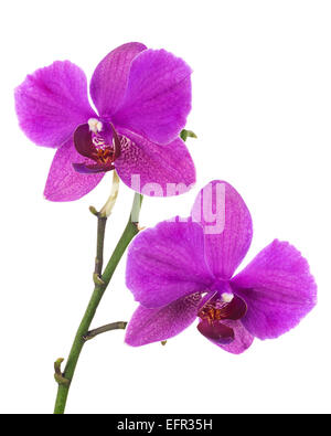 Blooming twig of lilac orchid, phalaenopsis isolated on white background. Stock Photo