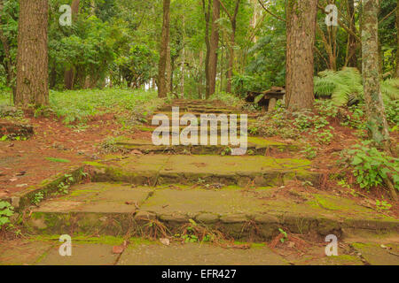 looking up the stone concrete steps covered with moss in the woods on mountains of Chiang Mai Stock Photo