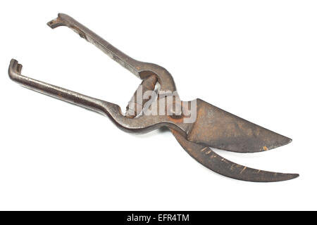 Old rusty garden pruning shear isolated on white Stock Photo