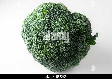 Head of Broccoli on a White Background Stock Photo
