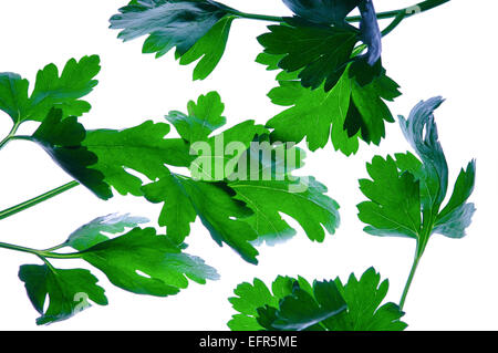 Parsley leave, Perejil Petroselinum hortense Stock Photo