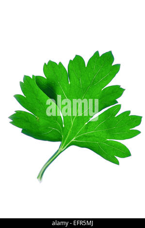 Parsley leave, Perejil Petroselinum hortense Stock Photo