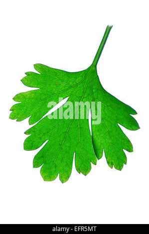 Parsley leave, Perejil Petroselinum hortense Stock Photo