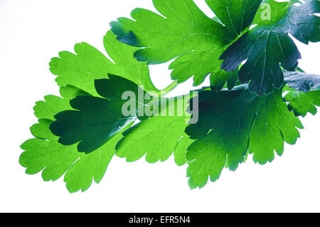 Parsley leave, Perejil Petroselinum hortense Stock Photo