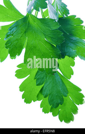 Parsley leave, Perejil Petroselinum hortense Stock Photo