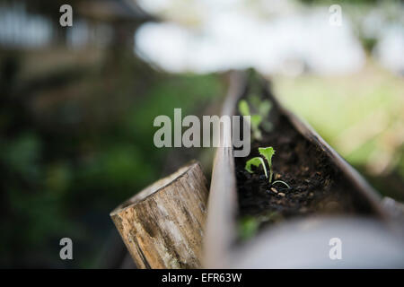 Close up of seedlings in garden tray, Cebu, Philippines Stock Photo