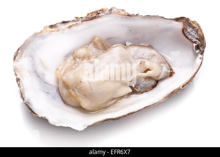 Raw oyster on a whte background. Stock Photo
