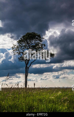 A lone beech tree (Fagus) against a stormy sky. Stock Photo