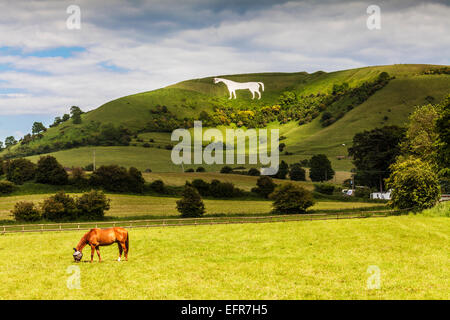 The White Horse below Bratton Camp, and a grazing horse wearing a fly mask near Westbury in Wiltshire. Stock Photo