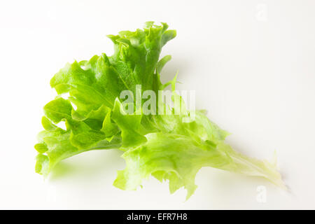 Single Green Multileaf Lettuce Leaf on a White Background Stock Photo