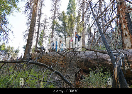 Five young adult friends hiking on fallen tree in forest, Los Angeles, California, USA Stock Photo