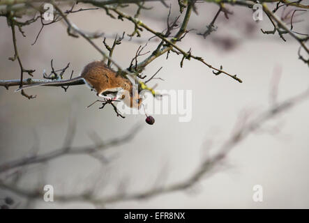 Wood Mouse (Apodemus sylvaticus) reaching for a juicy berry Stock Photo