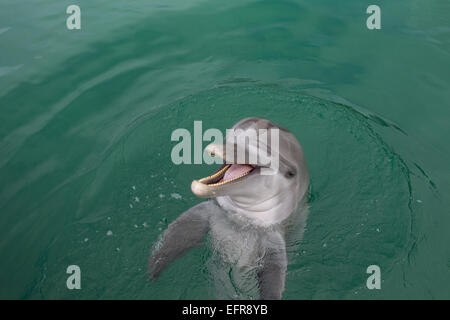 Laughing Dolphin. Stock Photo