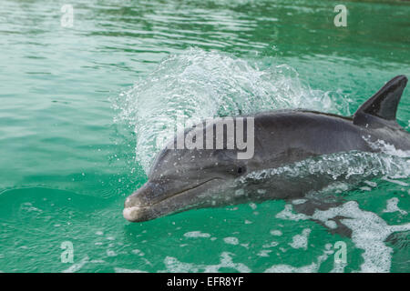 Dolphin swims in wake of boat. Stock Photo