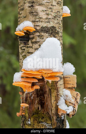 Mock oyster fungus Stock Photo
