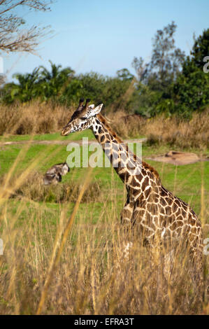Vertical view of a Rothschild's giraffe (Giraffa camelopardalis rothschildi). Stock Photo