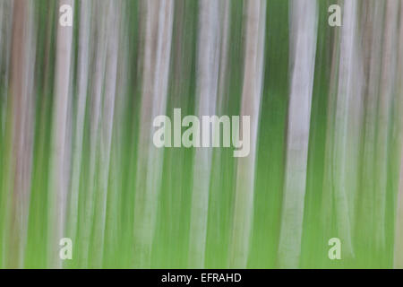 Silver birch / warty birch (Betula pendula / Betula alba / Betula verrucosa) motion blurred tree trunks of birches in forest Stock Photo