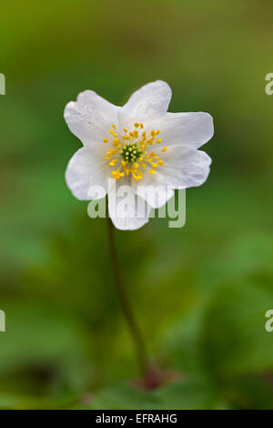 Wood anemone (Anemone nemorosa) flowering in spring forest Stock Photo
