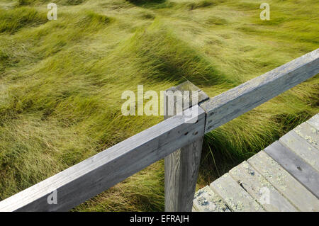 Detail of boardwalk and marshland grasses Stock Photo