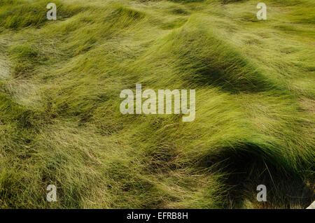 Long grasses in marshland Stock Photo