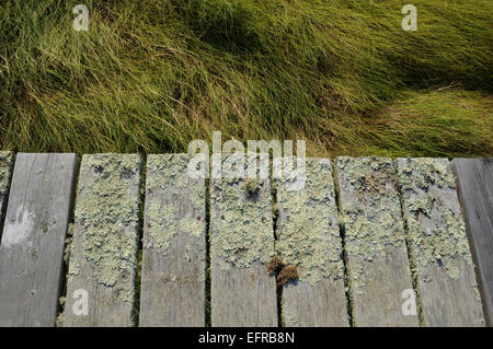 Detail of boardwalk and marsh grasses Stock Photo