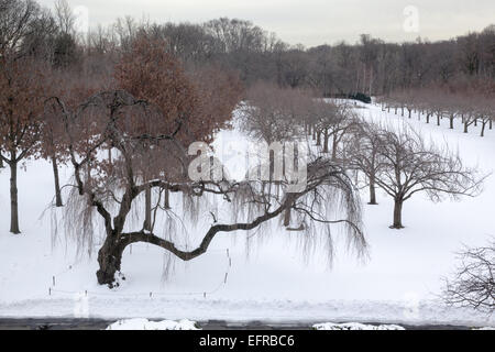 Cherry Esplanade at the Brooklyn Botanic Garden in winter. Brooklyn, NY. Stock Photo