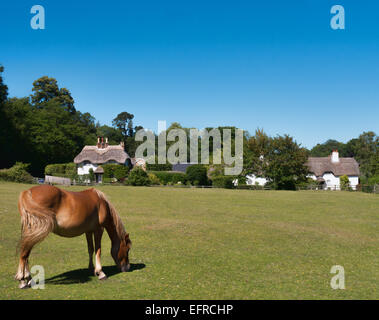 Pony at Swan Green, Lyndhurst, New Forest Stock Photo