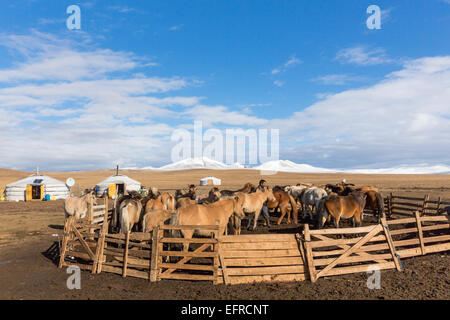 Mongolian Horses, Mongolia Stock Photo