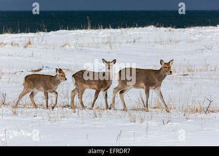 Sika Deer Walkinging in the Snow, Hokkaido, Japan Stock Photo