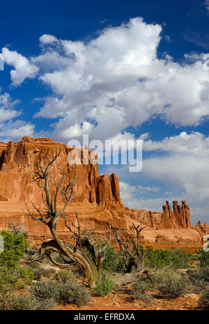 A dead picturesque Utah juniper below cliffs in Arches National Park, Utah. Stock Photo