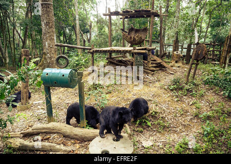 Moon bears at Tat Kuang Si Bear Rescue Centre, Luang Prabang, Laos. Stock Photo