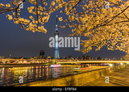 Tokyo Sky Tree Light up and Cherry Blossoms, Tokyo, Japan Stock Photo