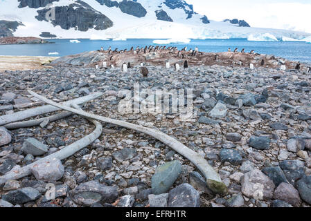 Whale bone on Cuvervile Island shoreline with Errera Channel in background Stock Photo
