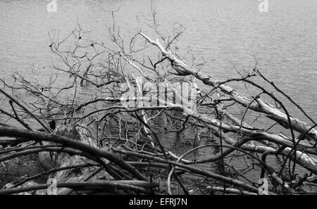 Dead trees on the lake water in Black and White Stock Photo