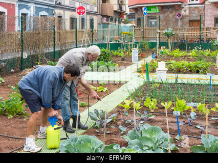Spraying organic liquid ferilizer made from Nettle leaves on vegetables in city allotment in Spain Stock Photo