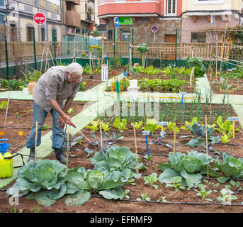 Spraying organic liquid ferilizer made from Nettle leaves on vegetables in city allotment in Spain Stock Photo