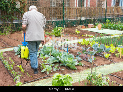 Spraying organic liquid ferilizer made from Nettle leaves on vegetables in city allotment in Spain Stock Photo