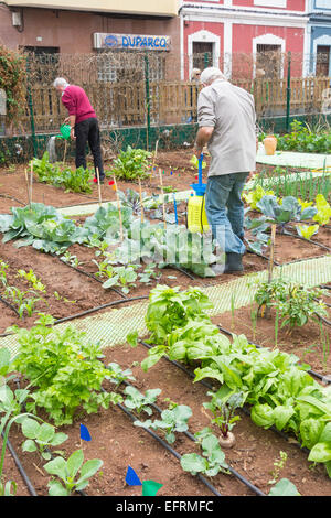 Spraying organic liquid ferilizer made from Nettle leaves on vegetables in city allotment in Spain Stock Photo