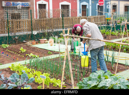 Spraying organic liquid ferilizer made from Nettle leaves on vegetables in city allotment in Spain Stock Photo