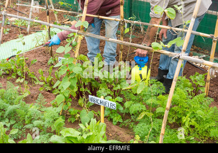 Spraying organic liquid ferilizer made from Nettle leaves on vegetables in city allotment in Spain Stock Photo