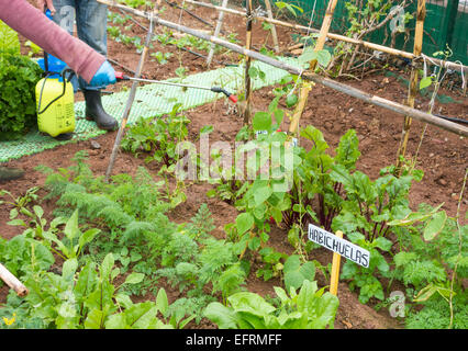 Spraying organic liquid ferilizer made from Nettle leaves on vegetables in city allotment in Spain Stock Photo