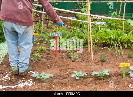 Spraying organic liquid ferilizer made from Nettle leaves on vegetables in city allotment in Spain Stock Photo