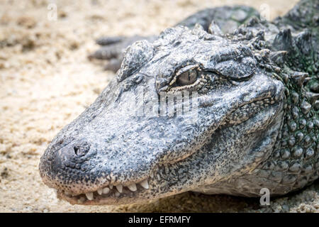 Eye of the croc Stock Photo