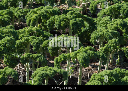A field of broccoli stalks Stock Photo