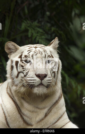 White Tiger,portraet (Panthera tigris) yawning, Singapore Zoo, Singapore, Stock Photo